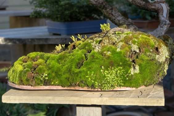 老外参观盆景花园的经验教训 图片