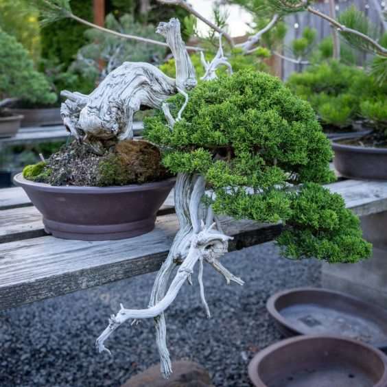 老外参观盆景花园的经验教训 图片