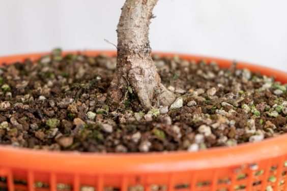 图解 老外修剪特征较差的树木盆景