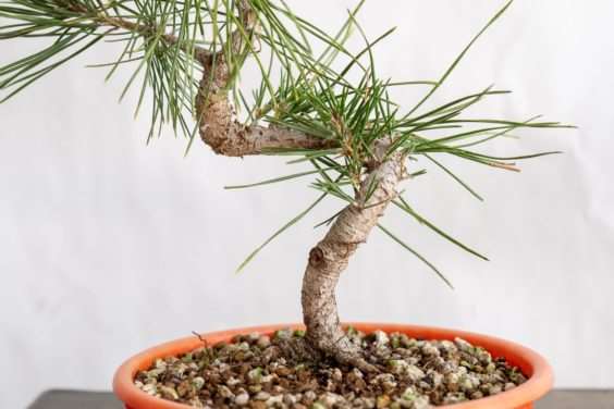 图解 老外修剪特征较差的树木盆景