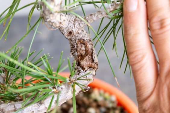 图解 老外修剪特征较差的树木盆景