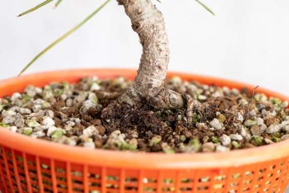 图解 老外修剪特征较差的树木盆景