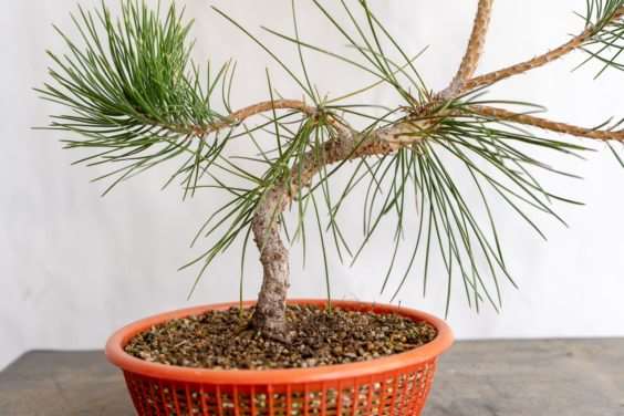 图解 老外修剪特征较差的树木盆景