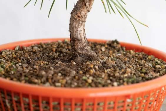 图解 老外修剪特征较差的树木盆景