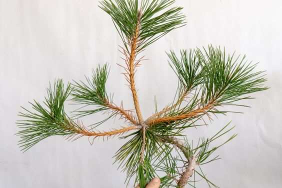 图解 老外修剪特征较差的树木盆景