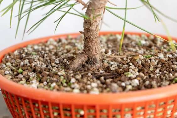 图解 老外修剪特征较差的树木盆景