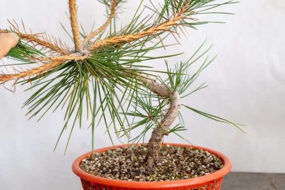 图解 老外修剪特征较差的树木盆景