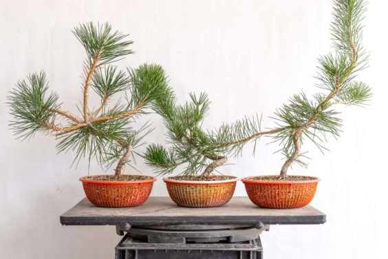 图解 老外修剪特征较差的树木盆景