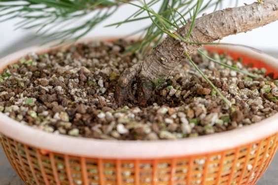 图解 老外修剪特征较差的树木盆景