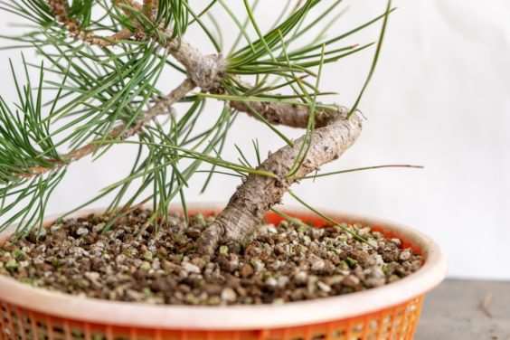 图解 老外修剪特征较差的树木盆景