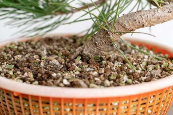 图解 老外修剪特征较差的树木盆景