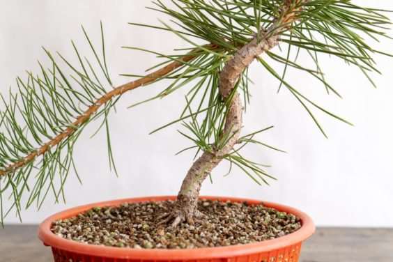 图解 老外修剪特征较差的树木盆景