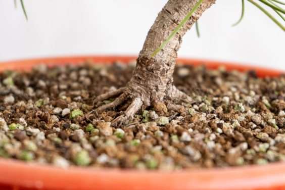 图解 老外修剪特征较差的树木盆景