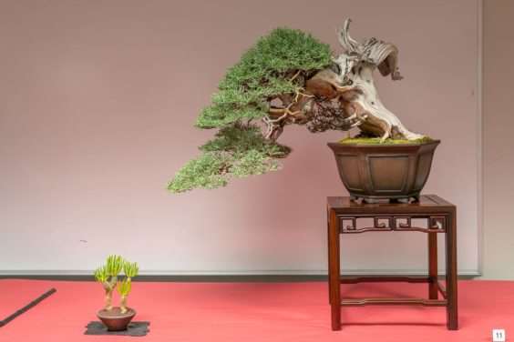 金州盆景联合会展览亮点 图片