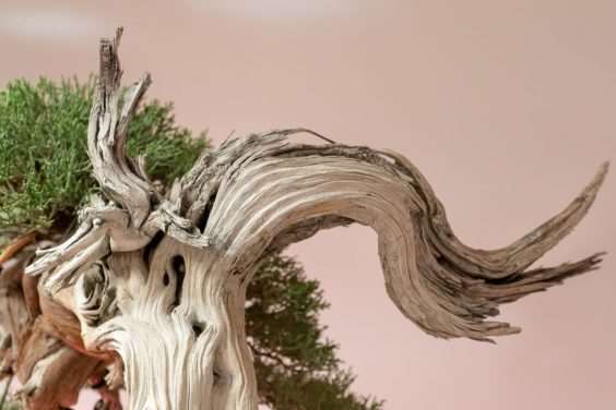 金州盆景联合会展览亮点 图片