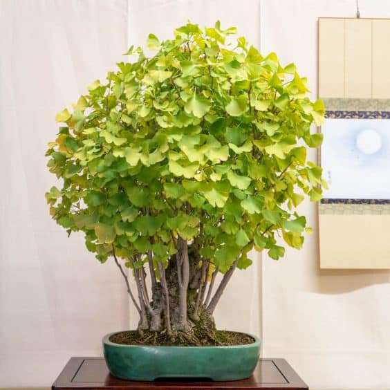 金州盆景联合会展览亮点 图片