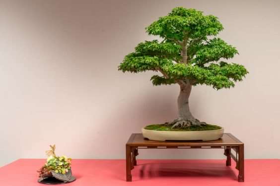 金州盆景联合会展览亮点 图片