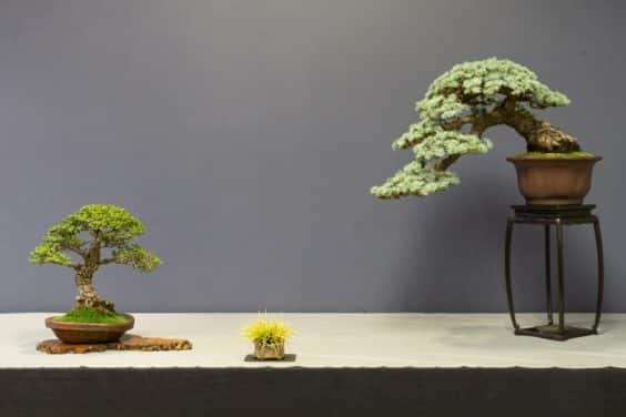 金州盆景联合会展览亮点 图片