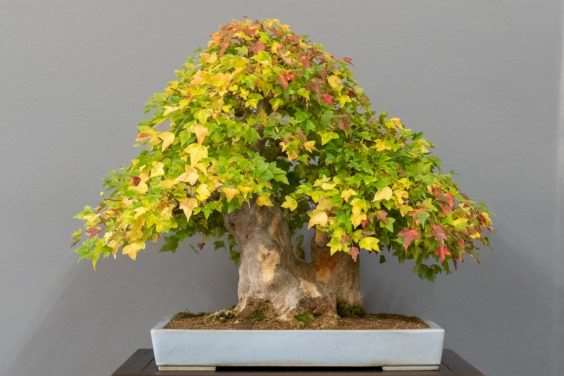 金州盆景联合会展览亮点 图片