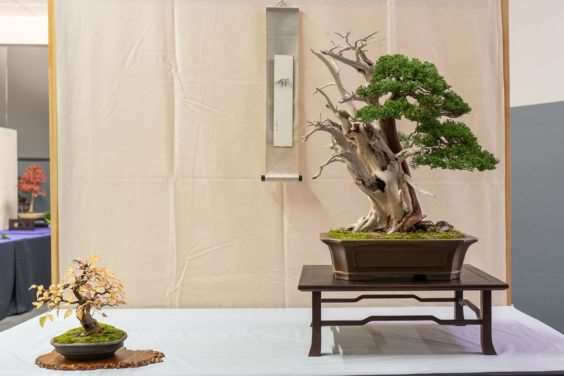 金州盆景联合会展览亮点 图片