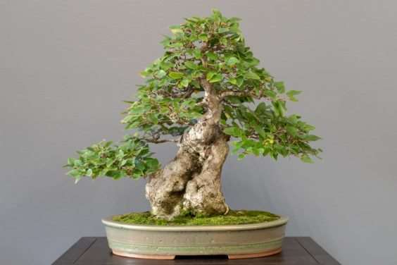 金州盆景联合会展览亮点 图片