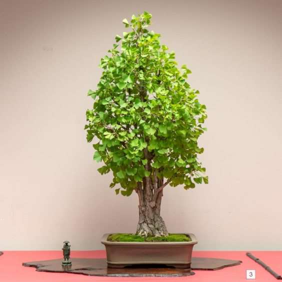 金州盆景联合会展览亮点 图片