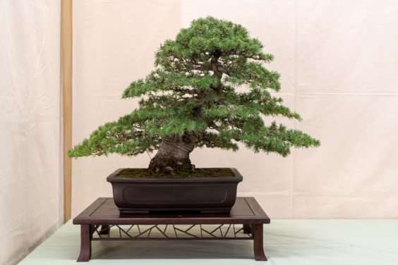 金州盆景联合会展览亮点 图片