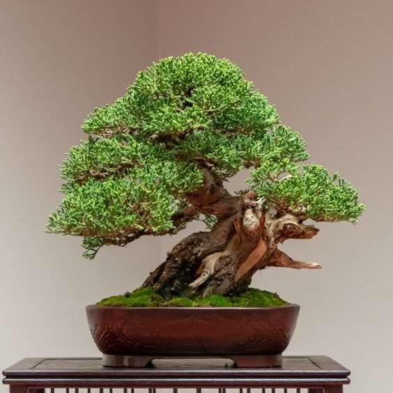 金州盆景联合会展览亮点 图片