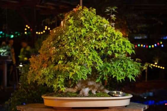 奥克兰秋灯节上的照明盆景 图片