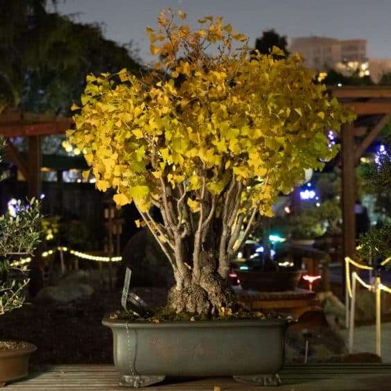 奥克兰秋灯节上的照明盆景 图片