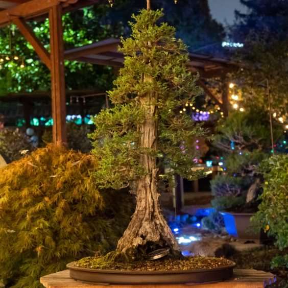 奥克兰秋灯节上的照明盆景 图片