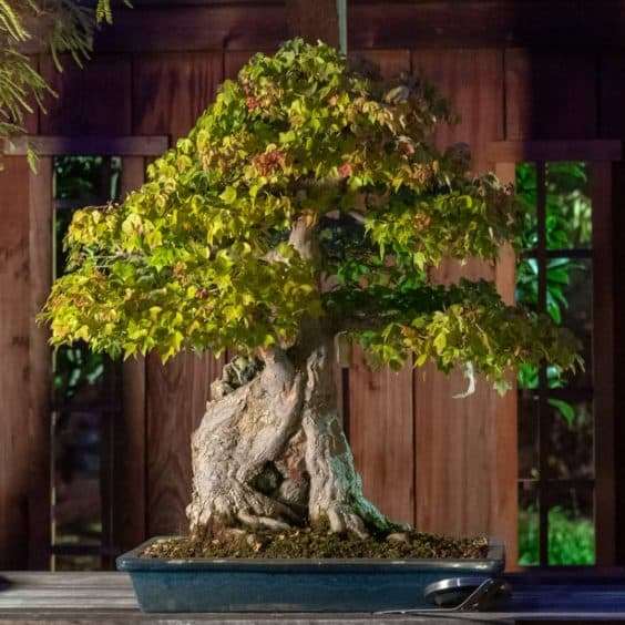 奥克兰秋灯节上的照明盆景 图片