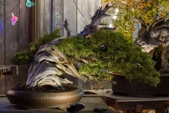 奥克兰秋灯节上的照明盆景 图片