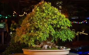 奥克兰秋灯节上的照明盆景 图片