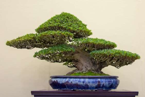 怎么拍摄盆景 获得正确的水平 图片