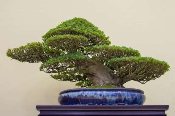 怎么拍摄盆景 获得正确的水平 图片