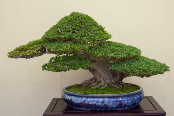 怎么拍摄盆景 获得正确的水平 图片