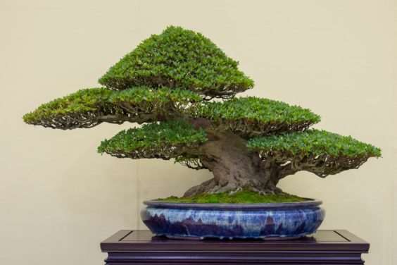 怎么拍摄盆景 获得正确的水平 图片