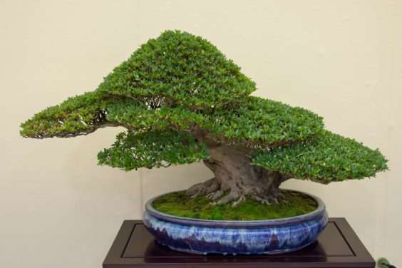 怎么拍摄盆景 获得正确的水平 图片