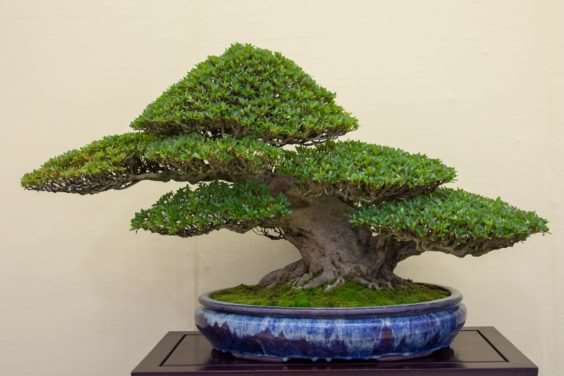 怎么拍摄盆景 获得正确的水平 图片