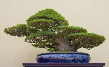 怎么拍摄盆景 获得正确的水平 图片