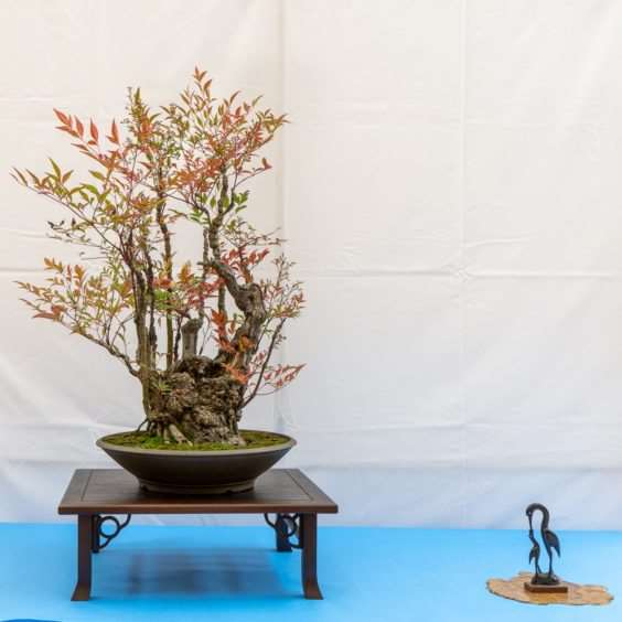 在秋季盆景展览中寻找什么 图片