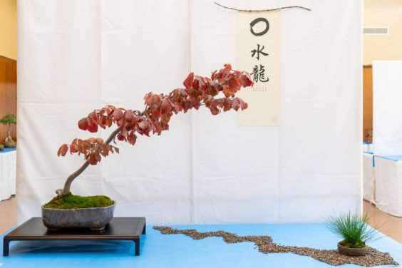 在秋季盆景展览中寻找什么 图片