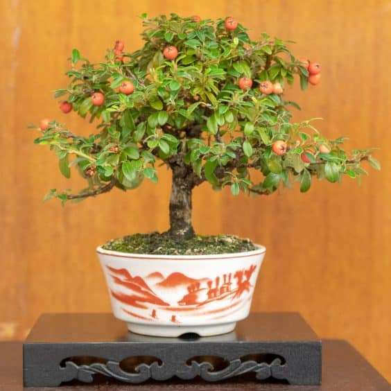 在秋季盆景展览中寻找什么 图片