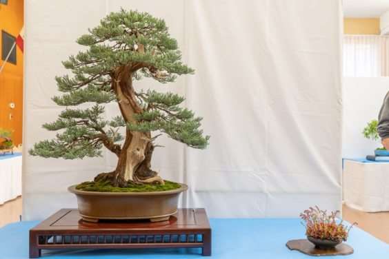 在秋季盆景展览中寻找什么 图片