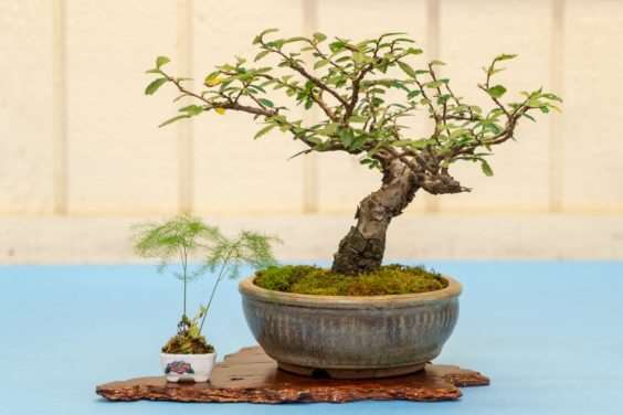 在秋季盆景展览中寻找什么 图片