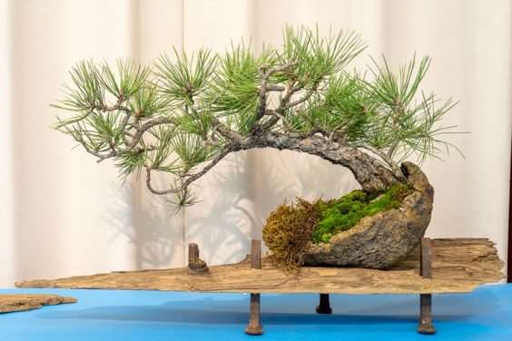 在秋季盆景展览中寻找什么 图片