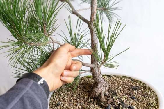 图解 松树盆景怎么过渡到一个新的牺牲枝