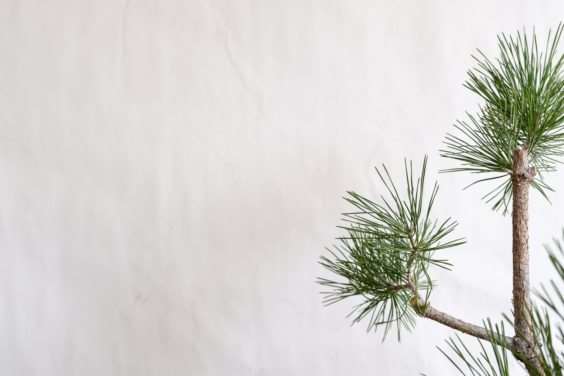 图解 松树盆景怎么过渡到一个新的牺牲枝