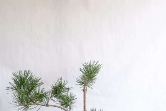 图解 松树盆景怎么过渡到一个新的牺牲枝